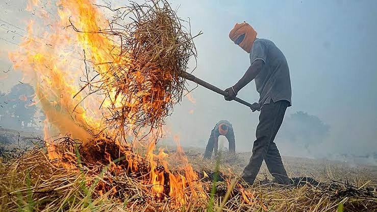 Indian farmer standing in a harvested paddy field with crop stubble burning in the background, highlighting the challenges of stubble burning in India.